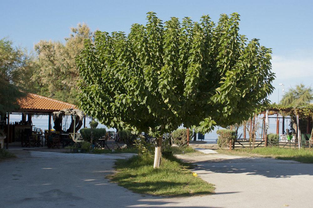 Anetis Hotell Tsilivi (Zakynthos)